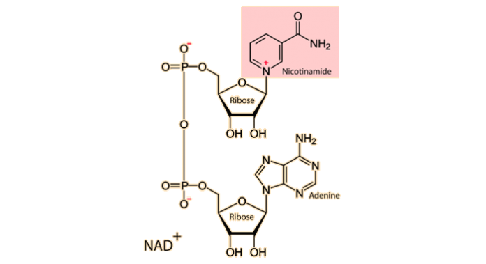 nadsch