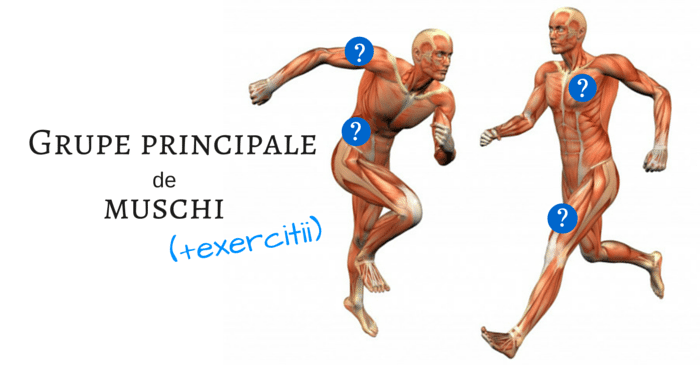 Grupe de muschi principale (+ exercitii)