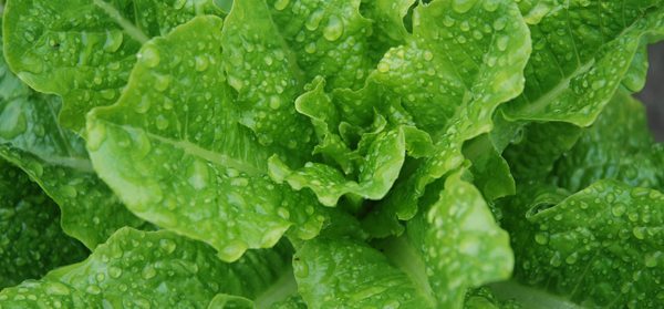 8 metode alternative de hidratare – Incearca-le vara asta!