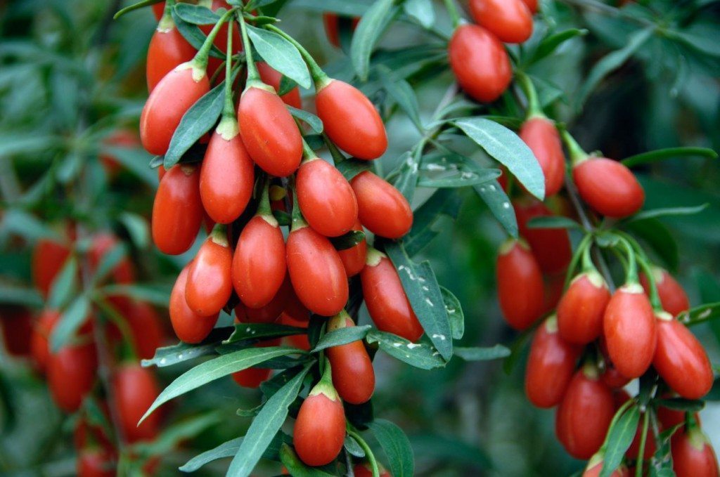 Chinese Goji Berries 2007. Image shot 2007. Exact date unknown.