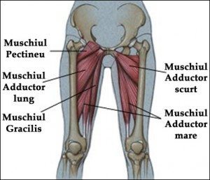 anatomie coapsa interioara