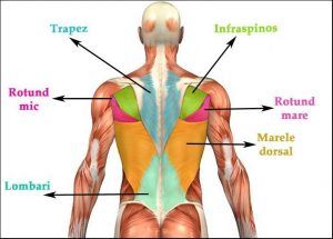 6 exercitii pentru spate (tonifiere&intarirea musculaturii) 2 muschii spatelui