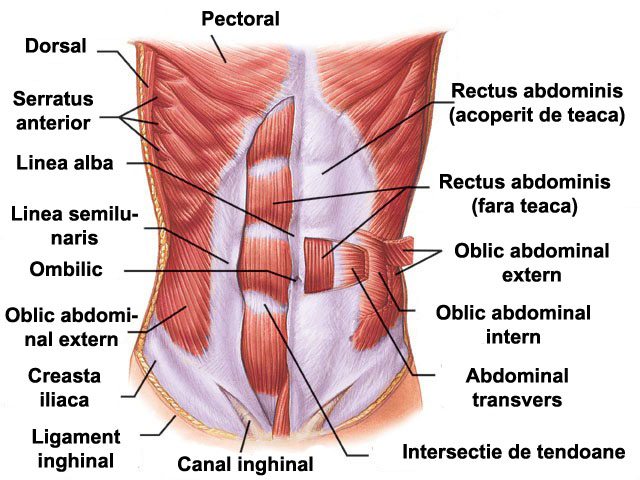 abdomen plat