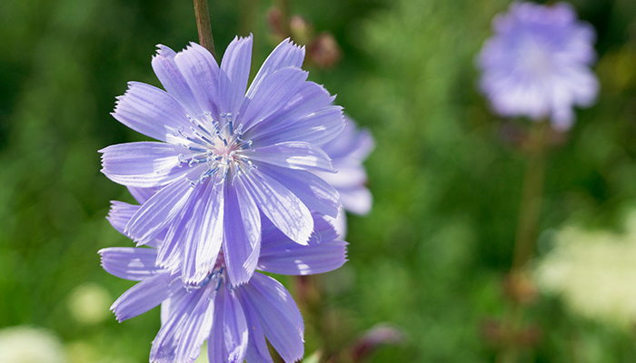 Slabeste echilibrandu-ti flora intestinala! 29 Slabeste echilibrandu-ti flora intestinala! 26